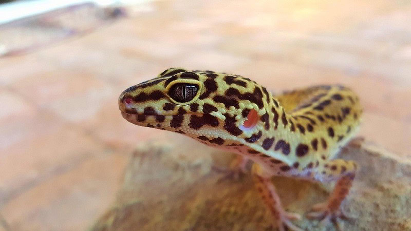 Leopard Geckos