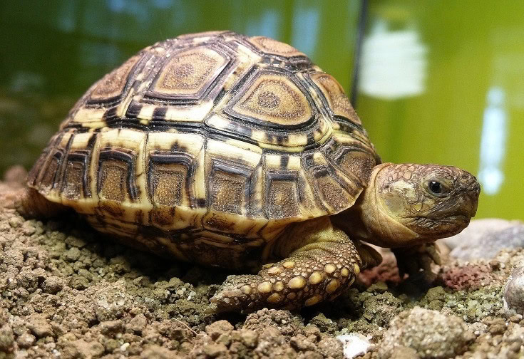 Leopard Tortoise