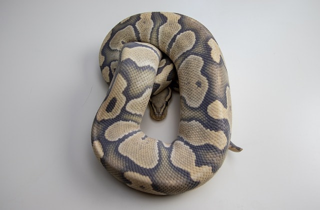 Leopard-ball-python