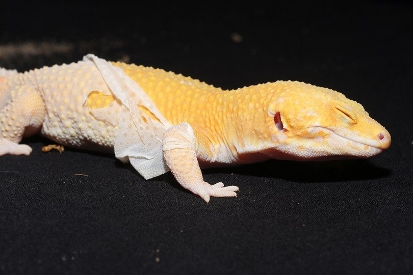Leopard-gecko-shedding_Vince-Adam_shutterstock