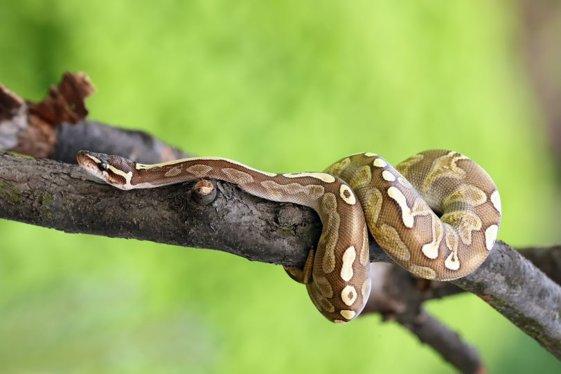 Lesser ball python in tree
