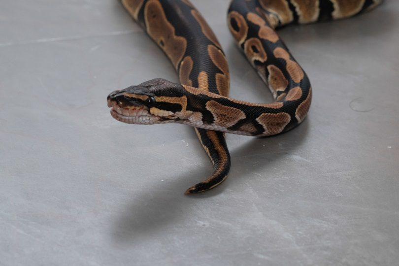 Lesser platinum ball python