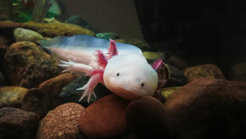 Leucistic Axolotl