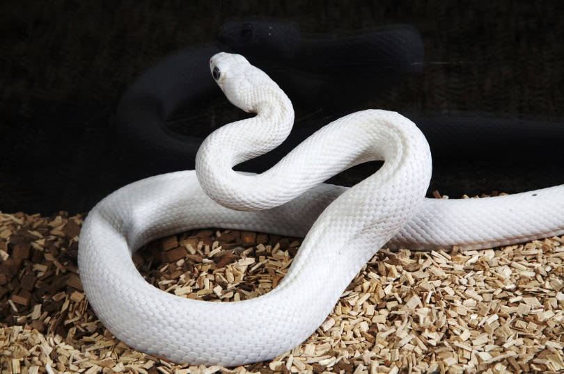 Leucistic ball python