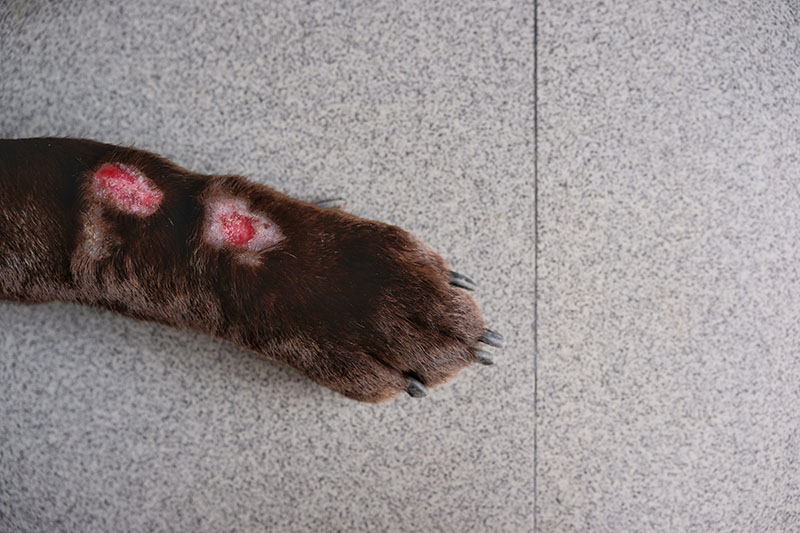 Lick Granuloma on Labrador Retriever's lower portion of one legs