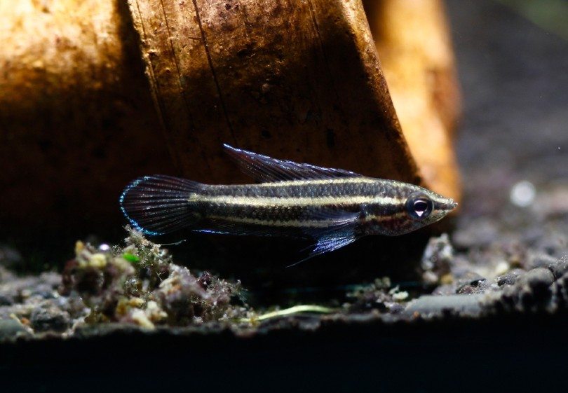 Licorice Gourami