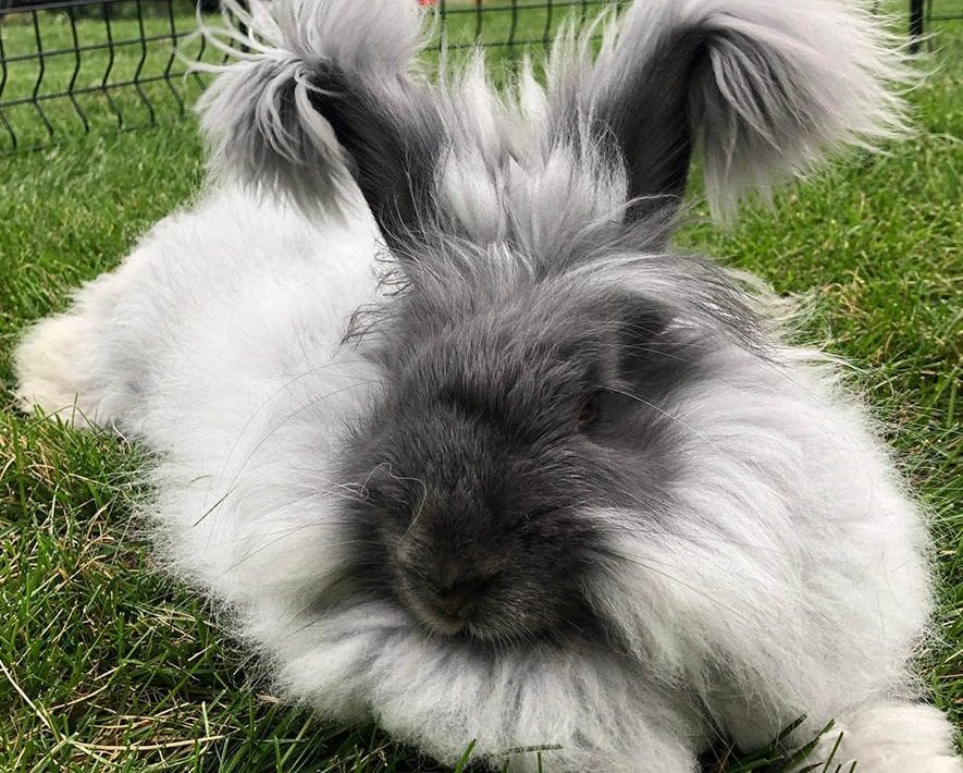 Light Grey German Angora Rabbit