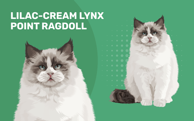 Lilac-Cream Lynx Point Ragdoll