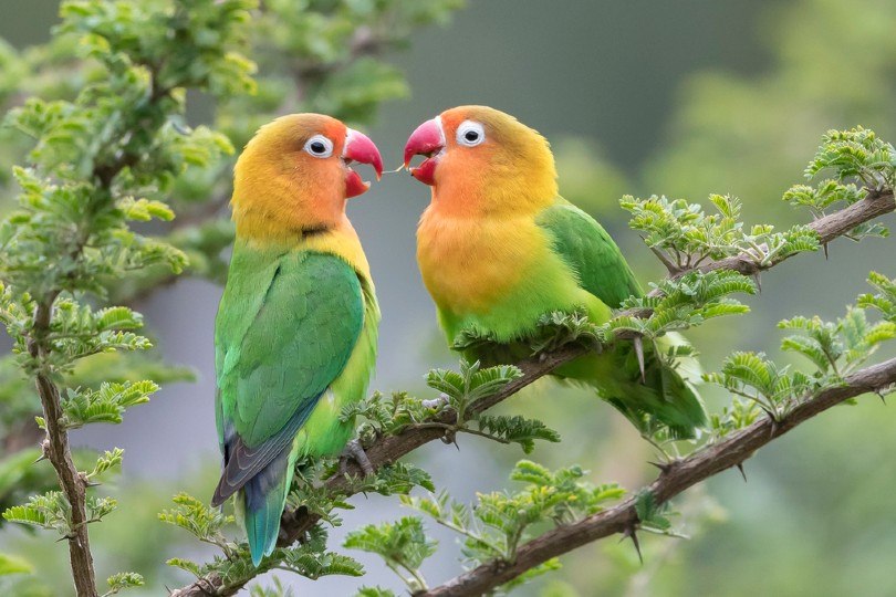 Lilian’s Lovebirds