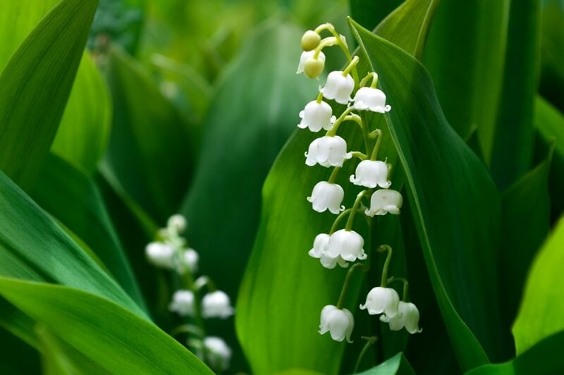 Lily of the valley