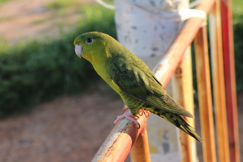 Lineolated Parakeet
