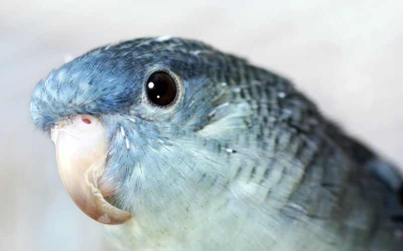 Lineolated parakeet, Bolborhyncus lineola, with overgrown beak