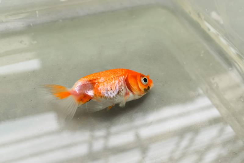 Lionhead goldfish died due to poor water quality or ammonia poisoning