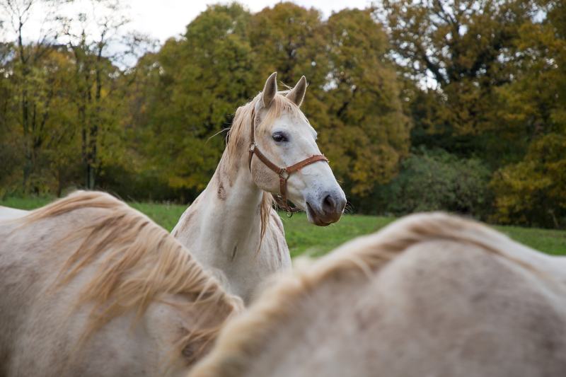 Lipizzaner horses on nice day outdoors