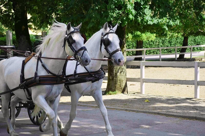Lipizzaner horses