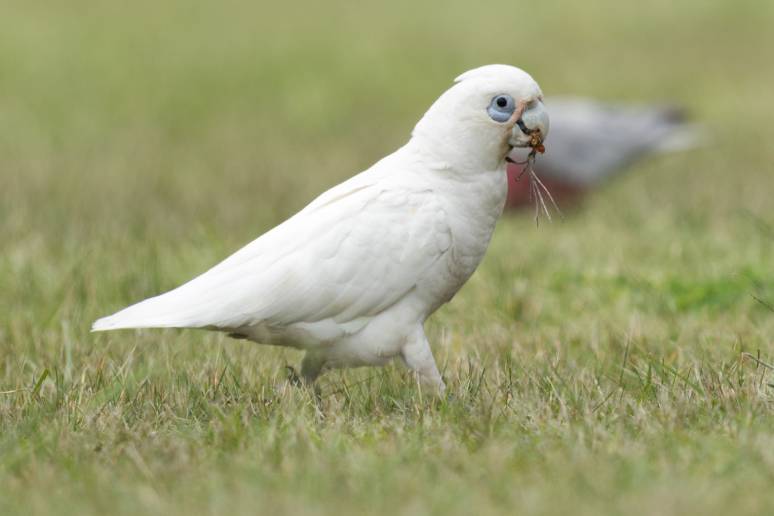 Little Corella