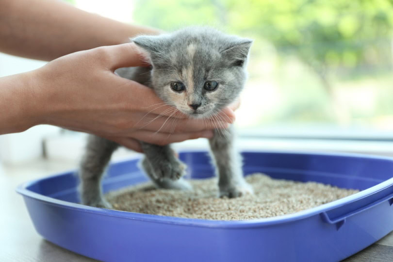 Little kitten litter training