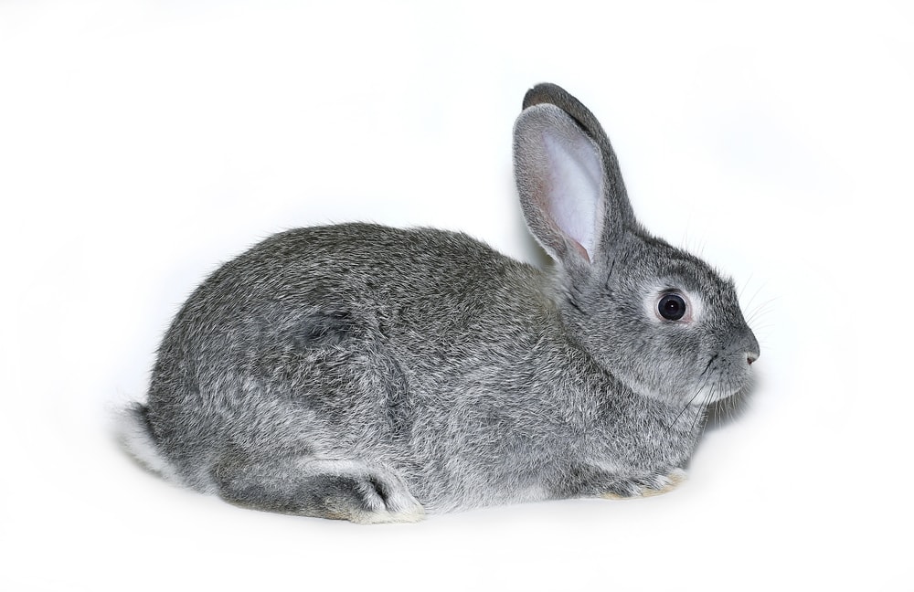 Little rabbit breed of gray silver chinchilla on white background