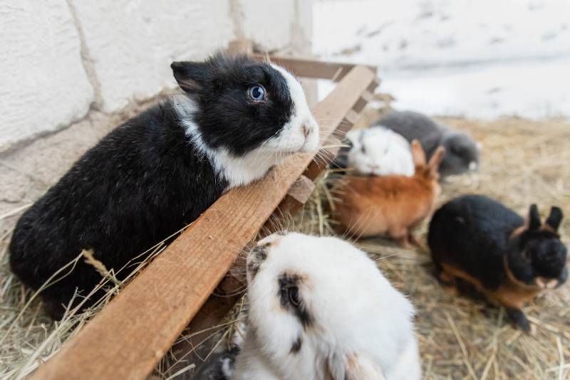 Little rabbit sitting in a feeder with hay