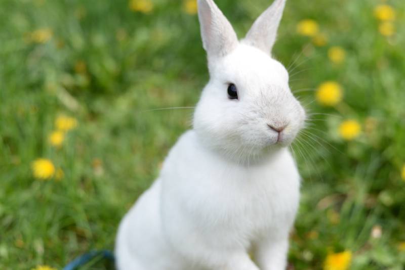 Little rabbit smelling a flower in the garden