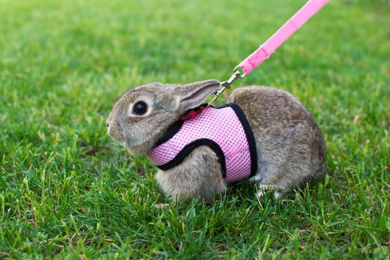 Little rabbit with pet harnes and leash
