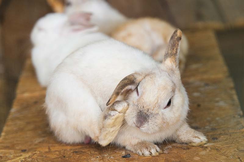 Little white hare scratching his ear and sitting at wooden board