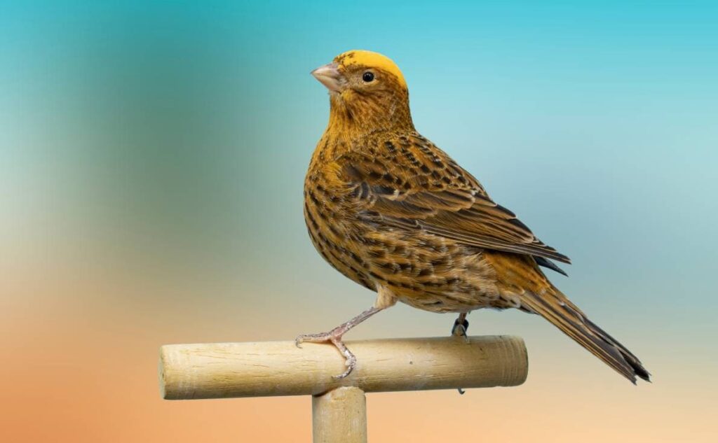 View of Why Do Canaries Sing? Female & Male Behavior Explained | The Vet Desk