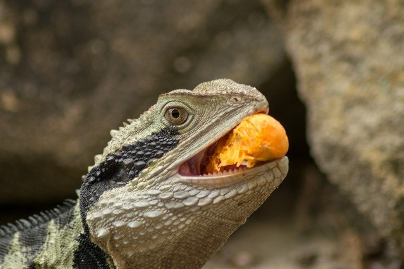 Lizard Eating