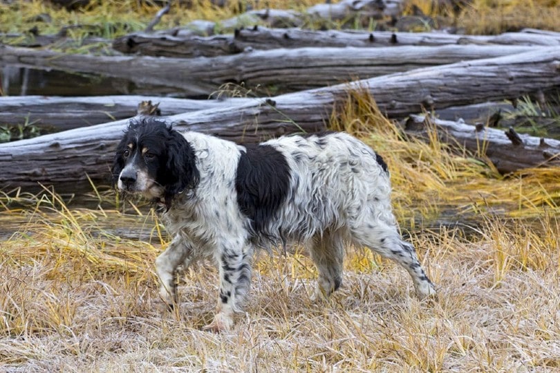 Llewellin English Setter