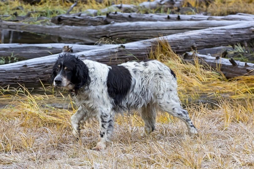 Llewellin Setter_Ginger-Livingston-Sanders_Shutterstock