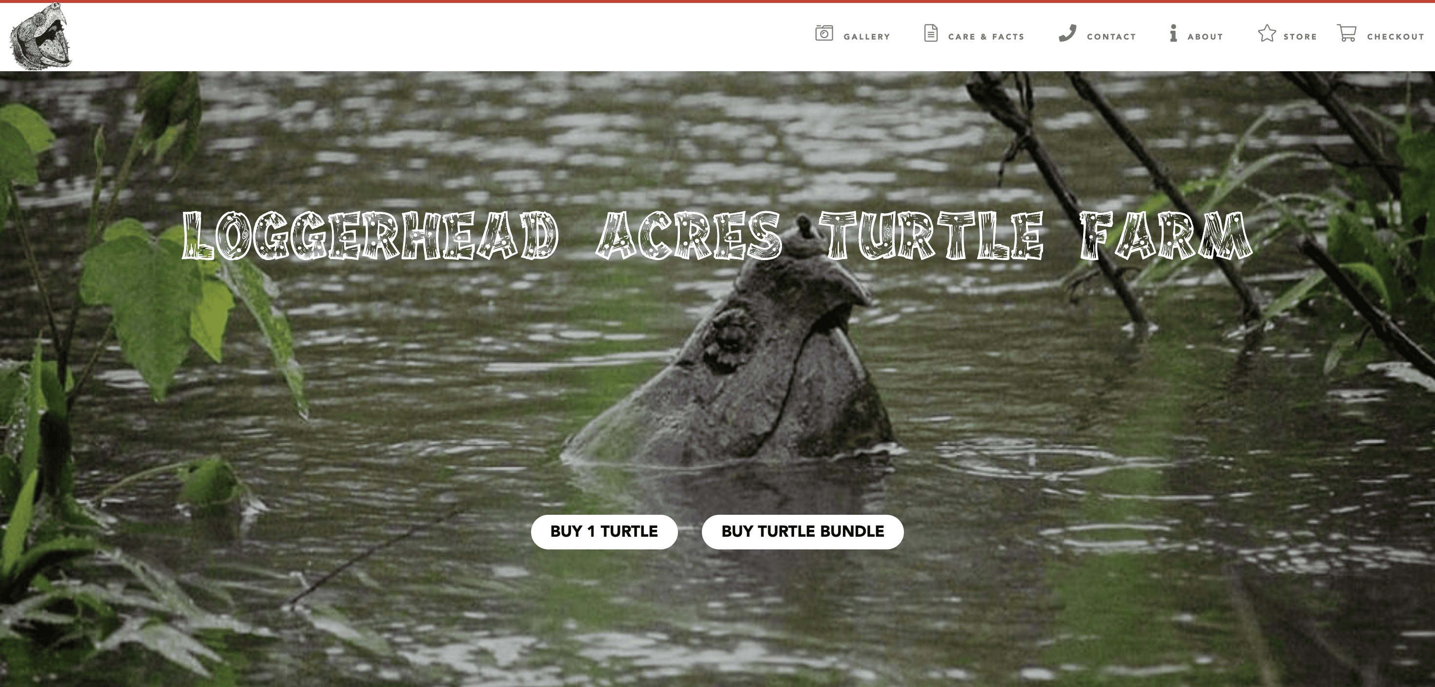 Loggerhead Acres Turtle Farm