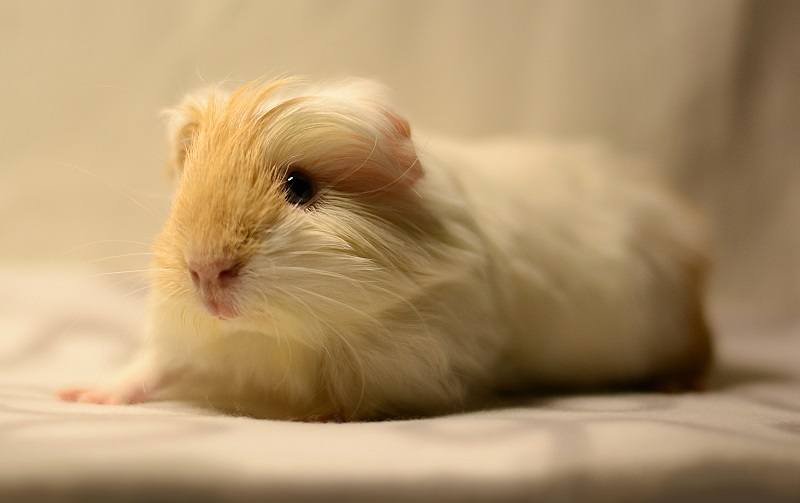Long Hair Guinea Pig