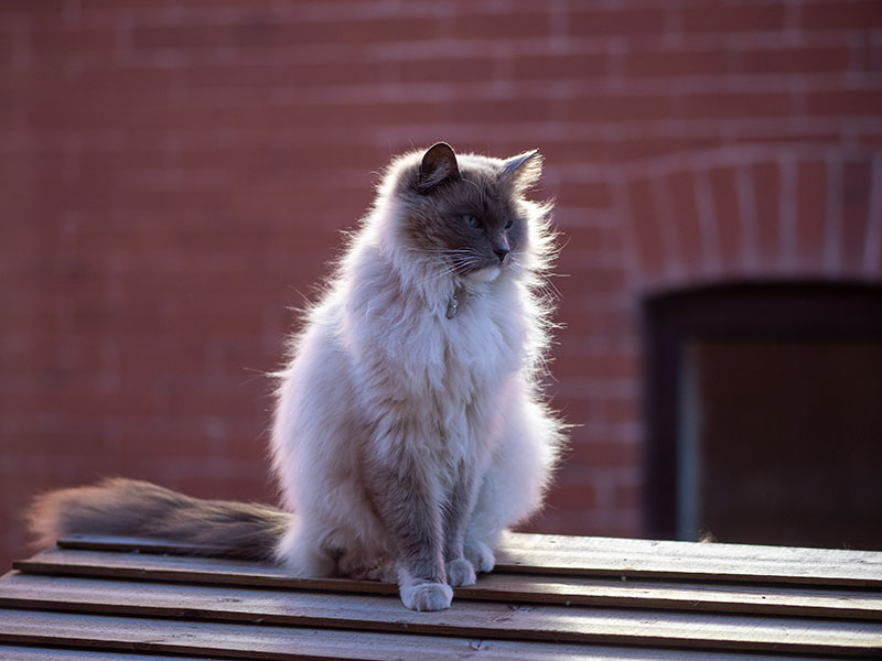 Long Haired Ragdoll Cat on a Shed