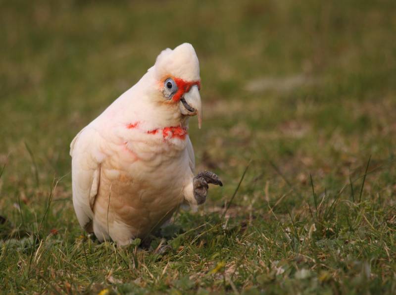 Long-billed Corella parrot
