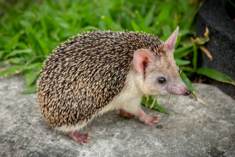 Long eared Hedgehog