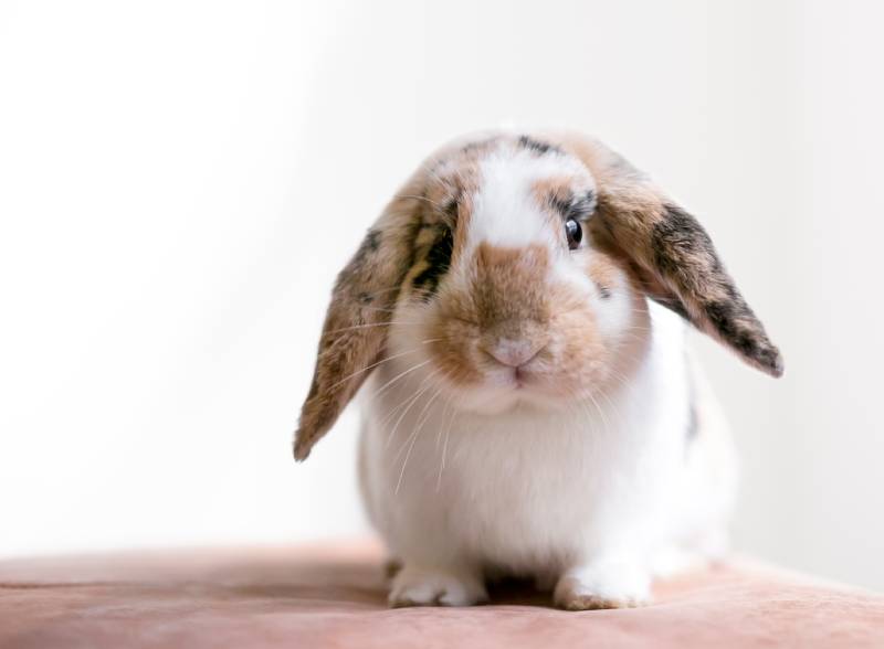 Lop eared rabbit with calico markings sitting and looking at the camera