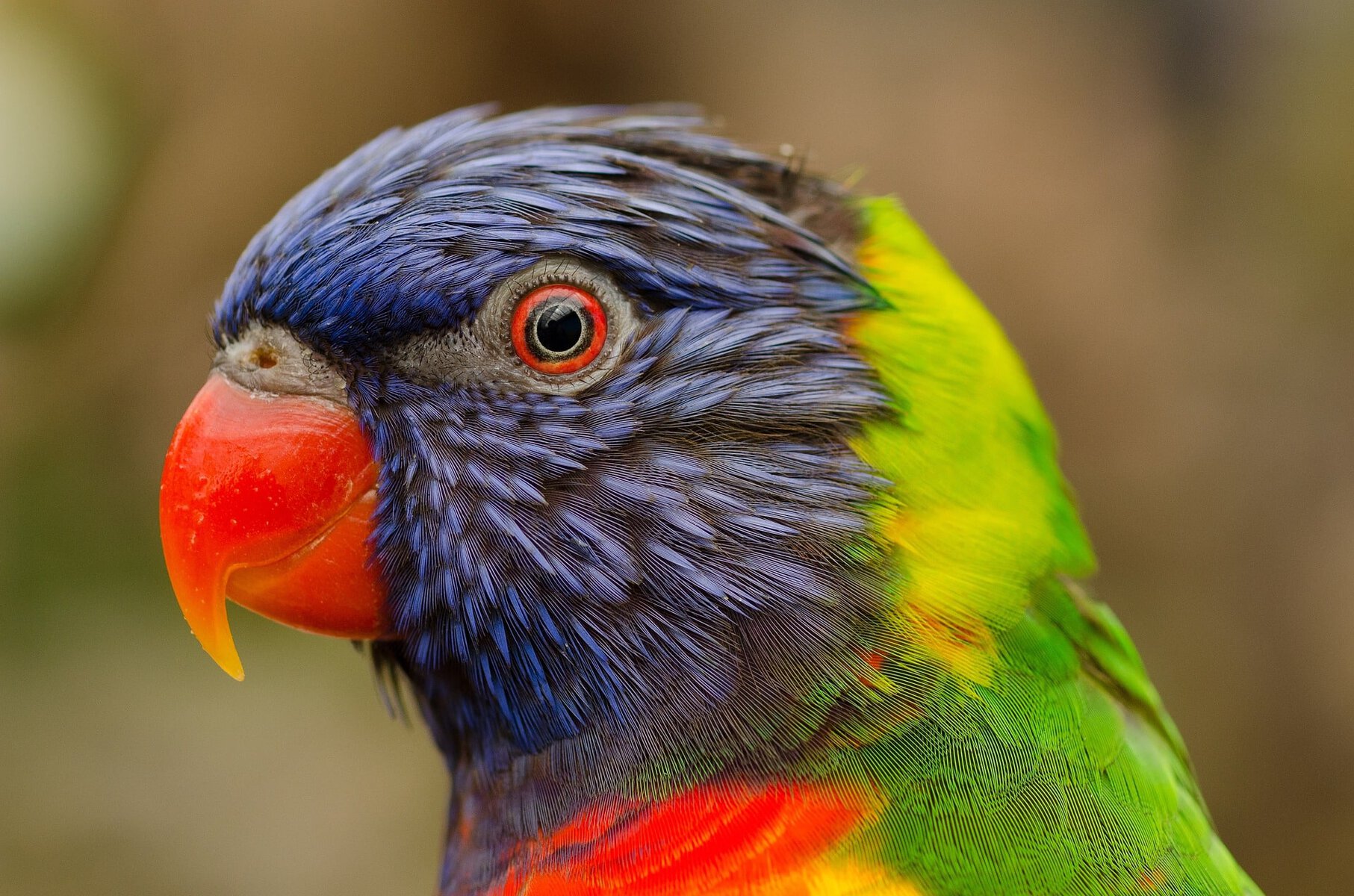 Lorikeet close up_Pixabay