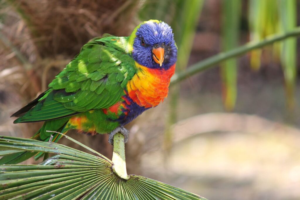 Lorikeet side view_Pixabay copy