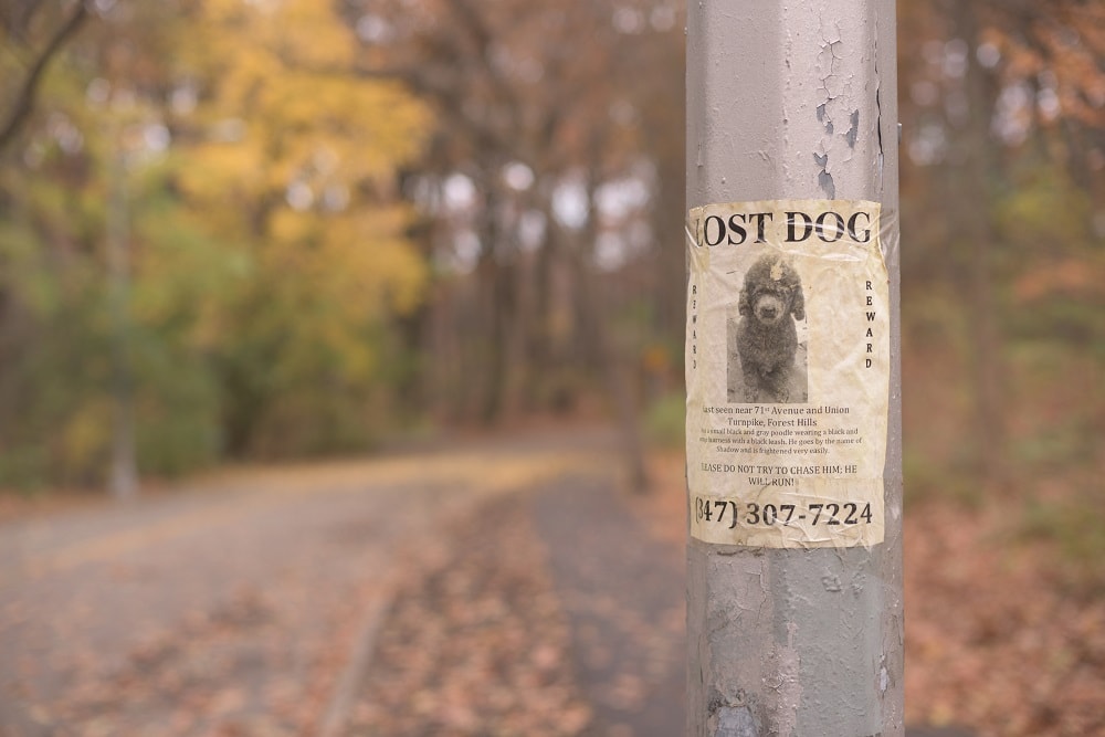 Lost Dog Sign