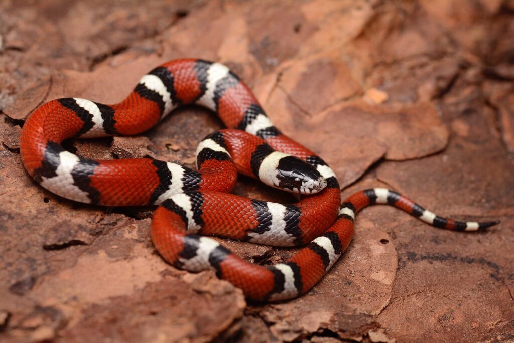 Louisiana Milk-snake