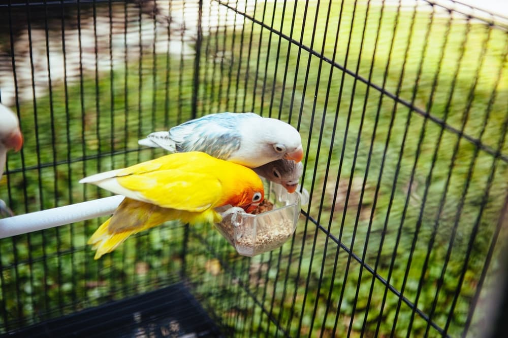 Love Birds eating some bird food in a birdcage