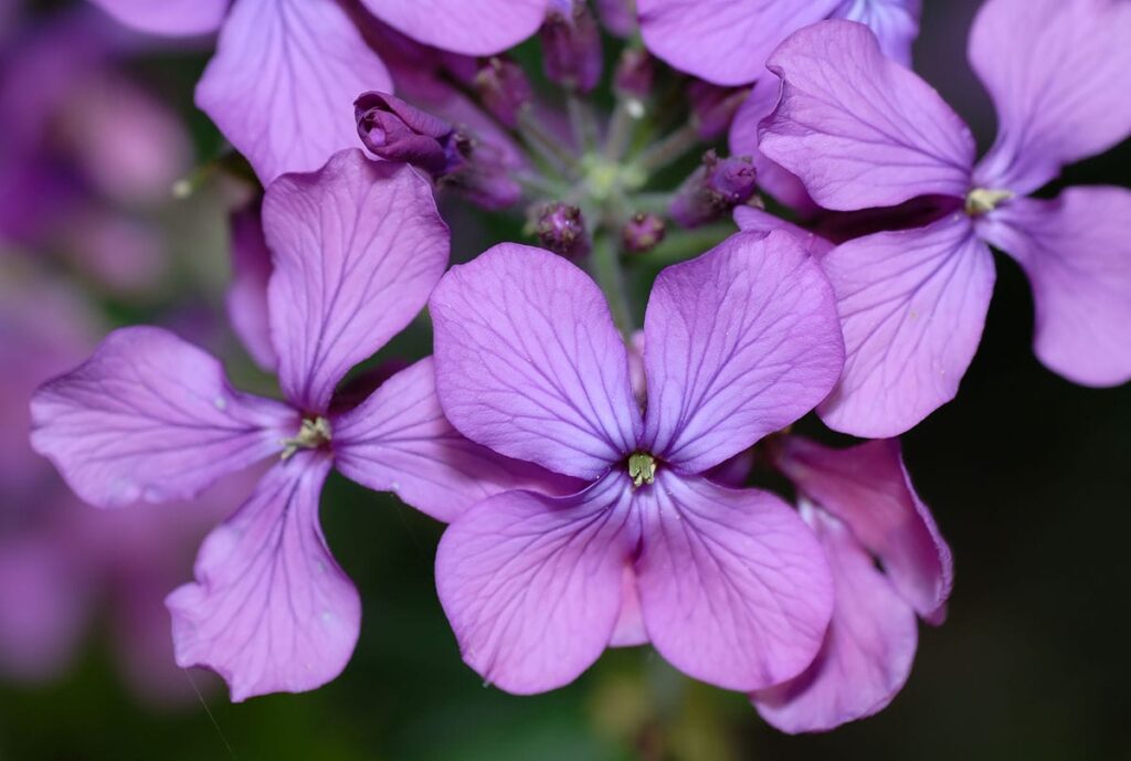 Lunaria annua - flowers (aka)