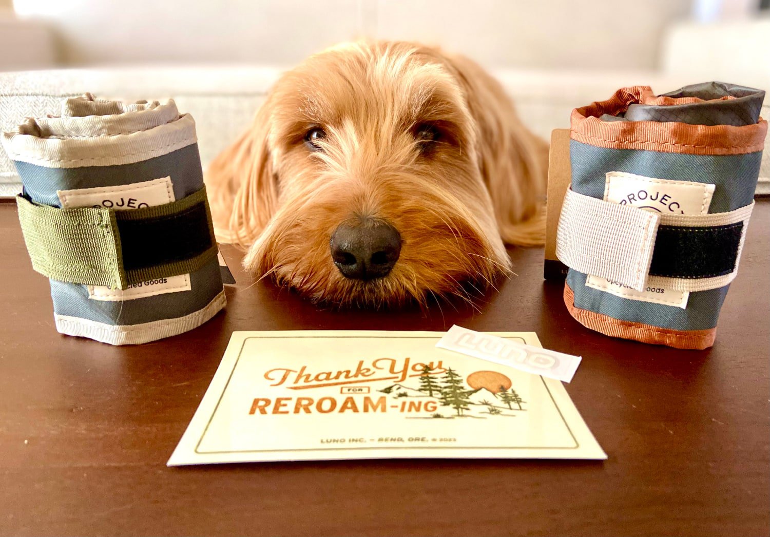 Luno Collapsible Dog Bowl - micah and the products