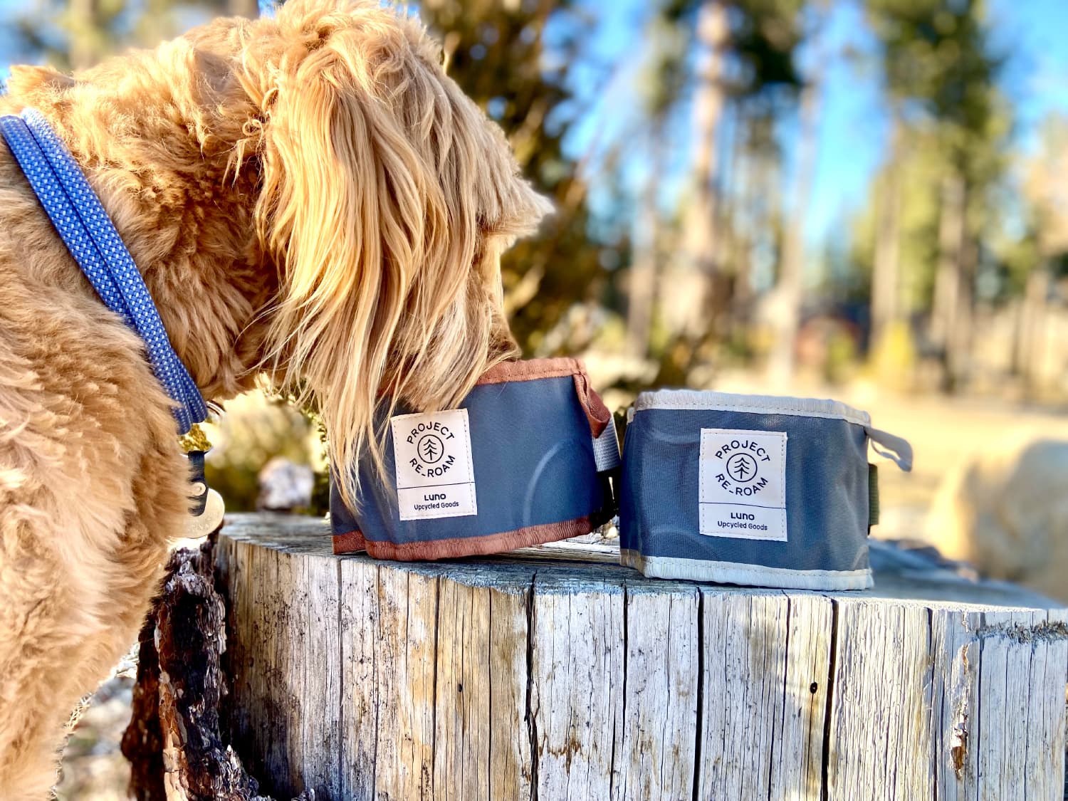 Luno Collapsible Dog Bowl - micah sniffing the bowls on tree stump