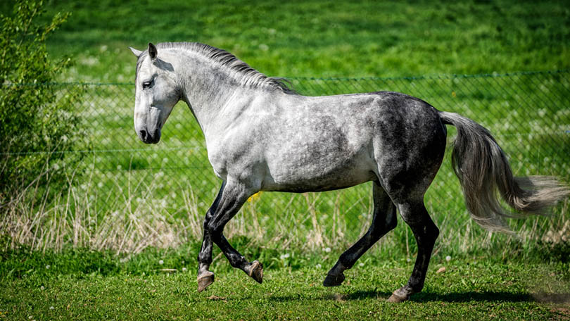 Lusitano walking in the field