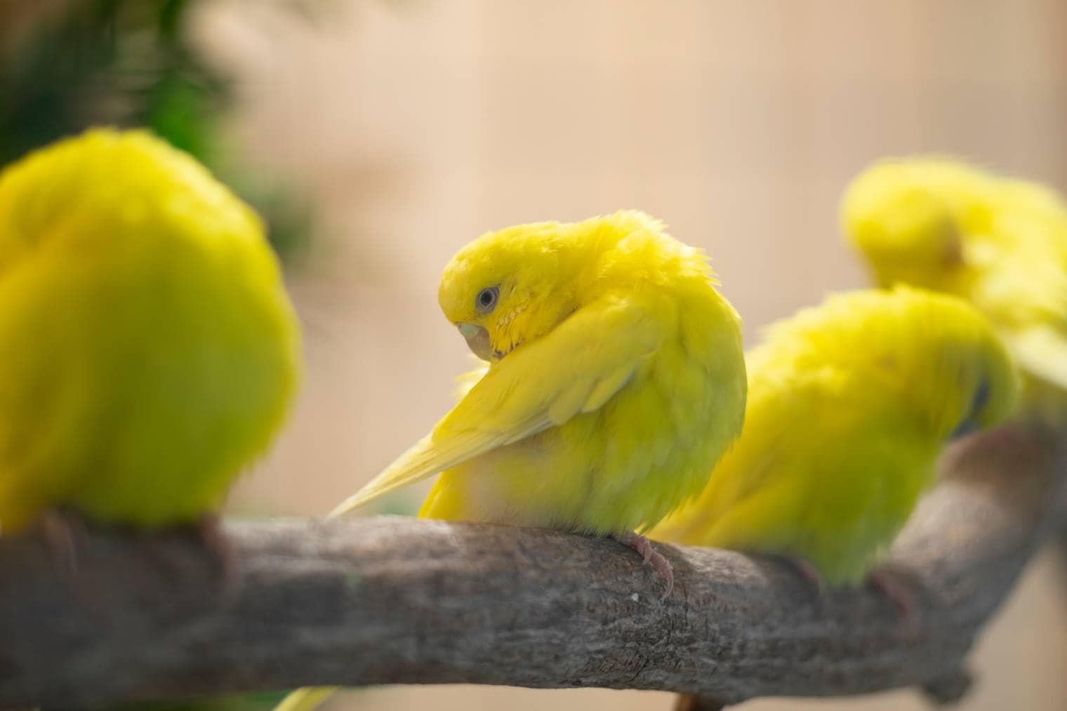 Lutino Budgie