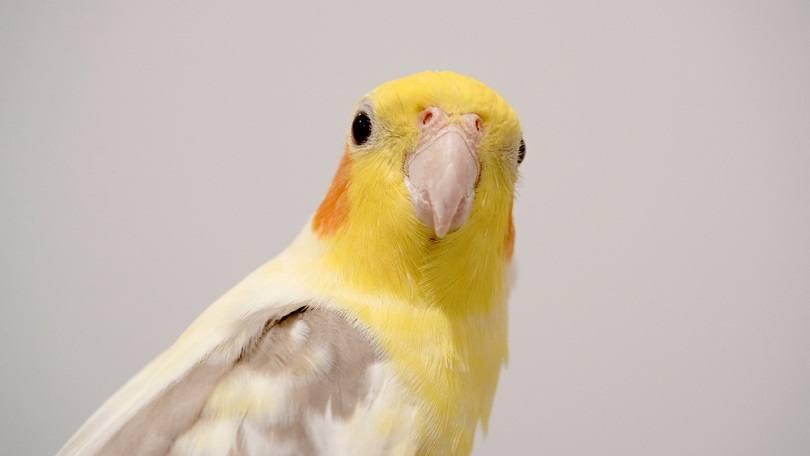 Lutino Cockatiel_kikumin_shutterstock