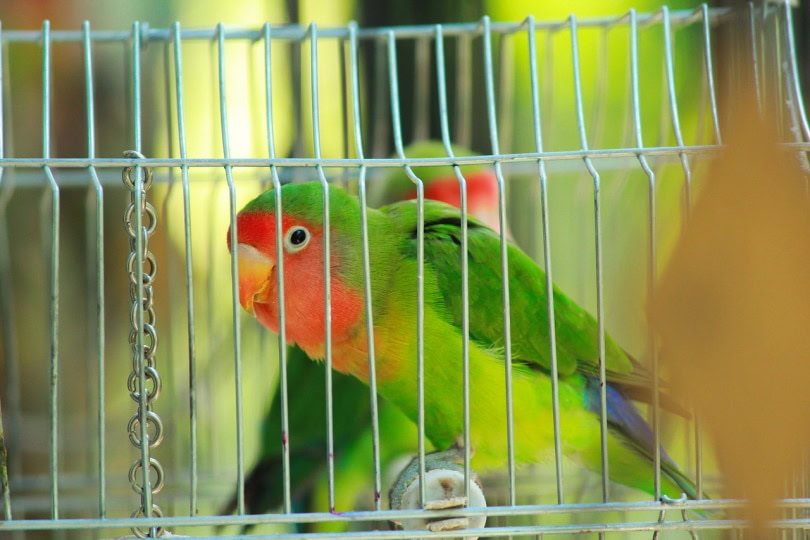 Lutino peach faced lovebird in a cage
