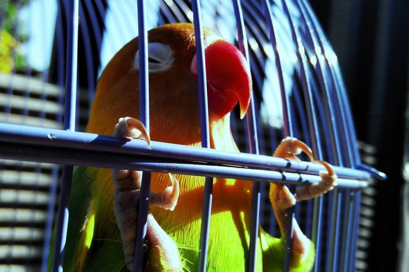 Lutino peach-faced lovebird sunbathing