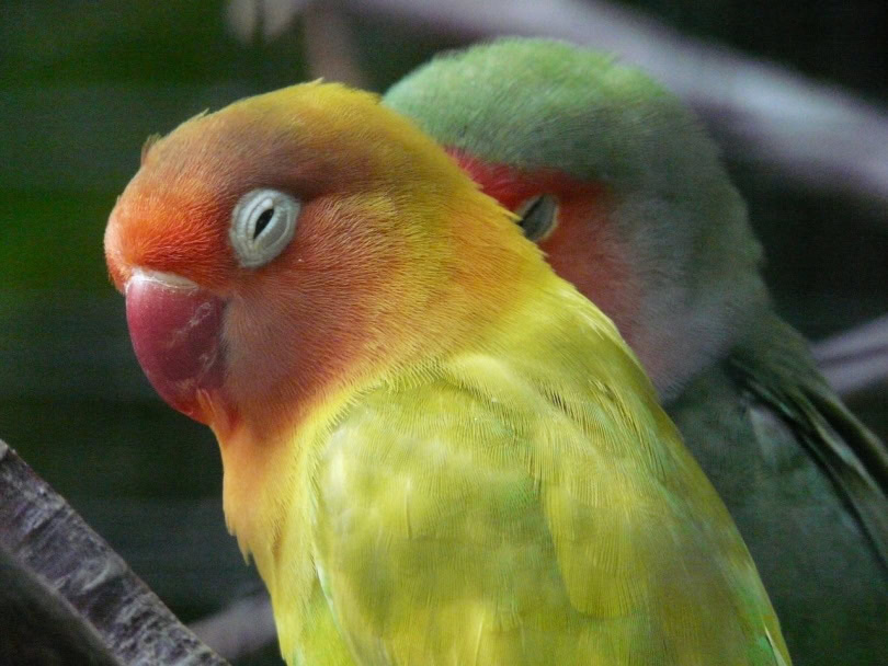Lutino peach-faced lovebirds